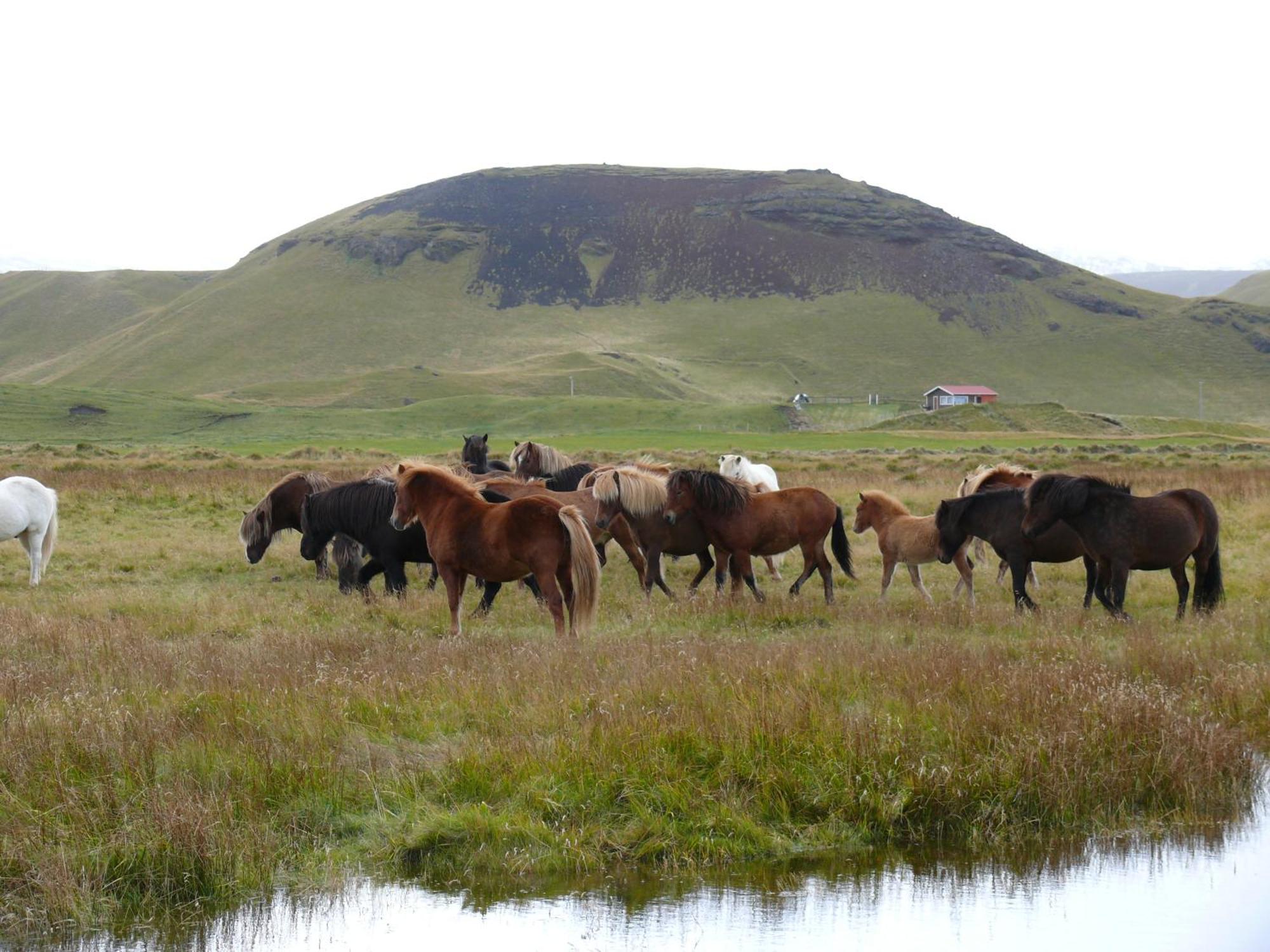 Guesthouse Vellir Vík Εξωτερικό φωτογραφία